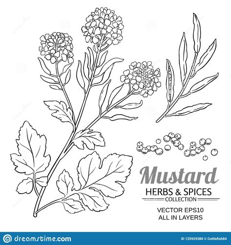 Mustard Seed Tattoo, Mustard Seed Plant, Seed Tattoo, Seed Illustration, Mustard Plant, Christian Graphics, Mustard Flowers, Plant Icon, Plant Tattoo