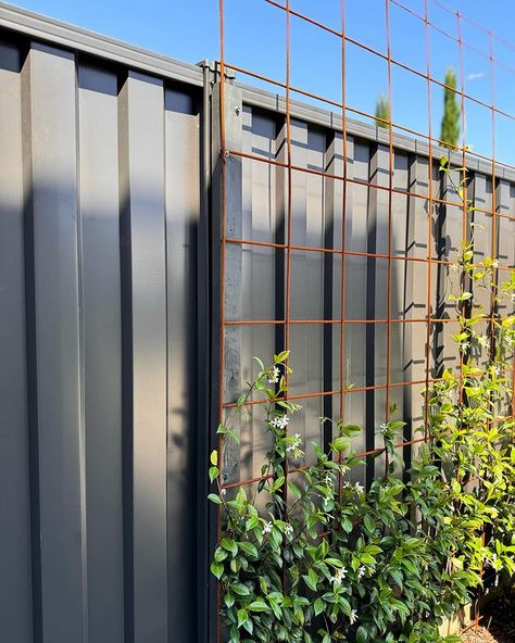 Viv - House on Cambridge | 〰️ STAR JASMINE 🌱 SIX MONTHS OF GROWTH Trachelospermum jasminoides (Star Jasmine) are evergreen climbers with star-like flowers which… | Instagram Star Jasmine Fence, Jasmine Trellis Wall, Star Jasmine Trellis, Jasmine Ground Cover, Jasmine Climber, Star Jasmine Vine, Diy Trellis Ideas, Jasmine Garden, Pergola Screens