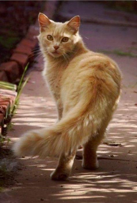 Cat Photo Reference, Cat Pose Reference Photos, Cat Poses Reference, Dynamic Cat Poses, Cat Pose Reference, Cat Reference Photo, Angora Cat, Cat Poses, Cat References