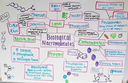 Create a Concept Map of Biomolecules Biomolecules Mind Map, Romantic Comics, Science Stickers, Concept Map, High School Teacher, Student Created, A Concept, Mind Map, Graphic Organizers