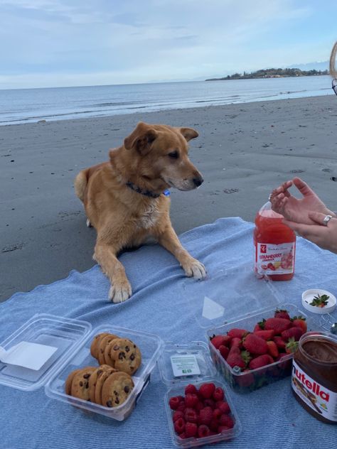 Picnic, dog, lesbian, date, cookies, beach Dog Date Ideas, Picnic With Dog, Dogs Traveling, Dog Date, Dog Picnic, Breakfast On The Beach, Florida Aesthetic, Date Cookies, Earth Baby