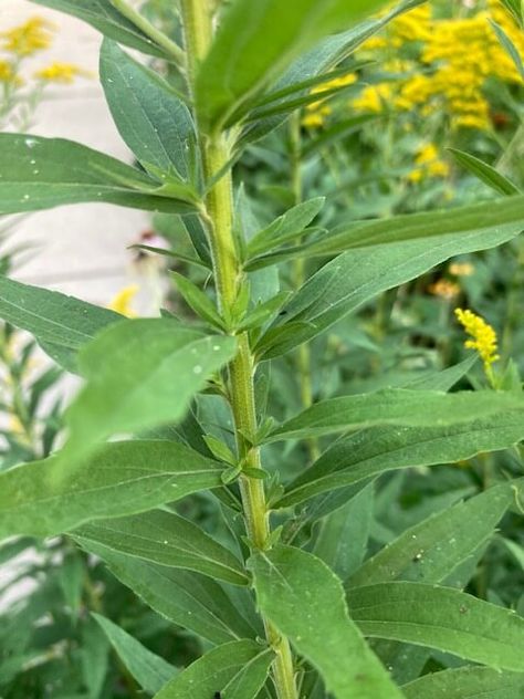 Goldenrod Identification, Benefits, & Medicinal Uses Early Goldenrod, Goldenrod Uses, Golden Rod, Wild Parsnip, Goldenrod Flower, Medicinal Wild Plants, Natural Remedies For Allergies, Mother Earth Living, Preserving Herbs