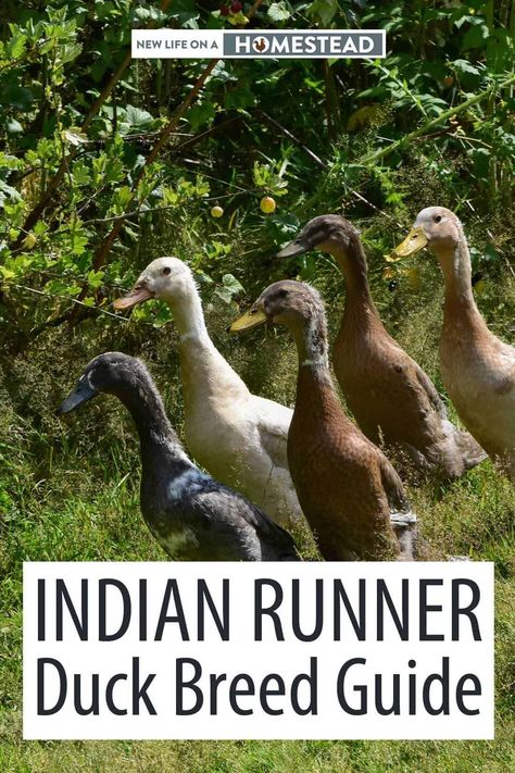 Indian runner ducks may not be very common, but their hardiness and egg laying capabilities make them a very viable choice. #ducks #homesteading Indian Runner Ducks, Backyard Ducks, Duck Breeds, Duck Coop, Raising Ducks, Runner Ducks, Chicken Farming, Homesteading Diy, Duck House