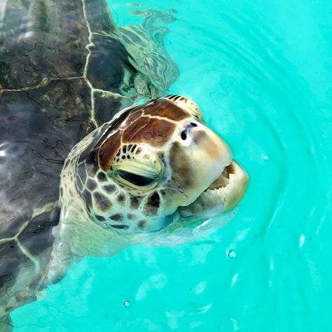 National Park Passport, Texas Lakes, Anna Maria Island Florida, Animal Encounters, Dinosaur Tracks, Holmes Beach, Animal Experiences, Seaside Florida, Sea Cow