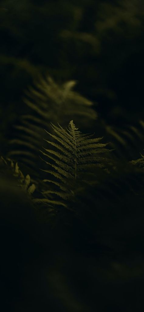 Minimal Wallpaper Samsung, Moody Phone Aesthetic, Dark Leaf Wallpaper, Dark Moody Iphone Wallpaper, Dark Template Aesthetic, Fern Wallpaper Iphone, Plant Background Wallpapers, Dark Neutral Wallpaper Iphone, Aesthetic Leaf Wallpaper