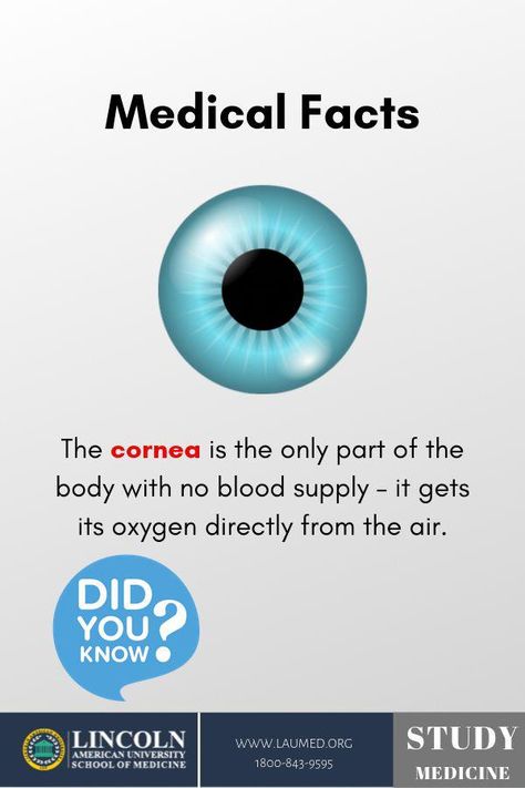 The cornea has unmyelinated nerve endings sensitive to touch, temperature and chemicals; a touch of the ... The cornea is the only part of a human body that has no blood supply; it gets oxygen directly through the air. ... the healthy cornea untouched; where the traditional procedure replaced the whole cornea in its entirety. #Laumed #LincolnAmericanUniversity #MedicalFacts #Facts #MedFacts #MedicalNews #News #HealthTipsForHealthyLiving Human Body Facts Science, Medical Facts Interesting, Learn Biology, Human Body Facts, Basic Anatomy And Physiology, Nurse Study Notes, Interesting Science Facts, Biology Facts, Medical Student Study