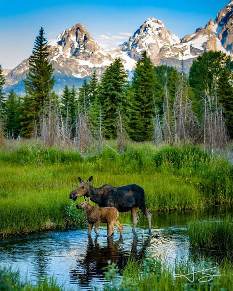 Wyoming moose - @justnsmith11 on Instagram Moose Pictures, Popular Instagram, Wildlife Art, Animal Photo, Nature Pictures, Antlers, Beautiful Creatures, Wyoming, Animal Kingdom