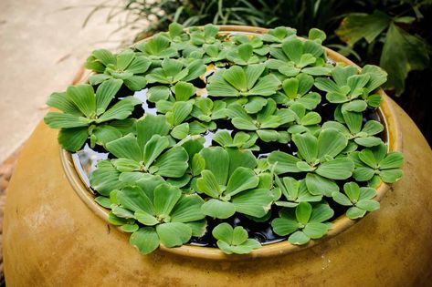 Caring for Dwarf Water Lettuce: Lighting, Humidity, and Supplements - Modern Aquarium, Water Lettuce, Aquascape Design, Fish Tank Plants, Floating Plants, Plant Hacks, Aquarium Plants, Best Plants, Natural Ecosystem