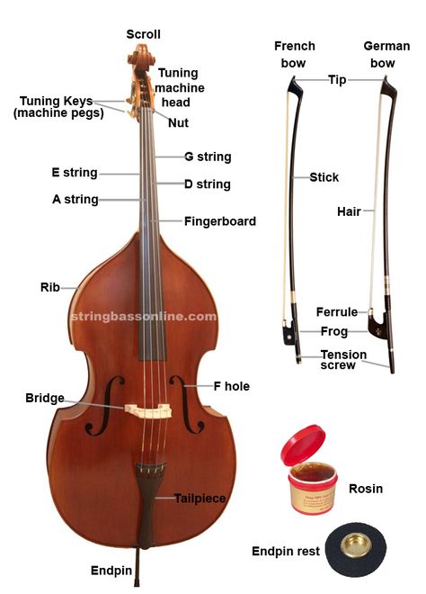 Double Bass Sheet Music, Upright Bass Aesthetic, Double Bass Aesthetic, Double Bass Player, Violin Family, Music Terms, Bass Guitar Lessons, Bass Music, Music Jokes