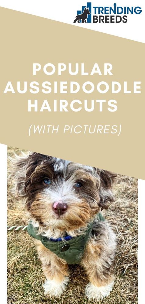 Aussiedoodle Grooming, Aussiedoodle Haircut, Australian Labradoodle Grooming, Labradoodle Haircut Style, Labradoodle Haircut, Aussie Doodle Puppy, Labradoodle Grooming, Mini Aussie Puppy, Puppy Haircut