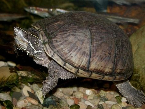 Sternotherus odoratus is a species of small turtle native to southeastern Canada and much of the Eastern United States. It is also known as the common musk turtle, eastern musk turtle, or stinkpot due to its ability to release a foul musky odor from scent glands on the edge of its shell, possibly to deter predation. These turtles are grouped in the same family as Mud Turtles. (Source: Wikipedia, '', http://en.wikipedia.org/wiki/Sternotherus_odoratus, CC BY-SA 3.0 . Photo: (c) Kevin Metcalf, some Musk Turtle, Small Turtle, Small Turtles, Photo C, Cute Turtles, On The Edge, Turtles