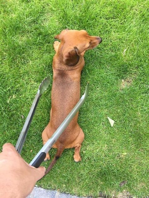 Funny Dachshund, Weenie Dogs, Silly Dogs, Dachshund Puppies, Silly Animals, Cute Funny Dogs, Weiner Dog, Wiener Dog