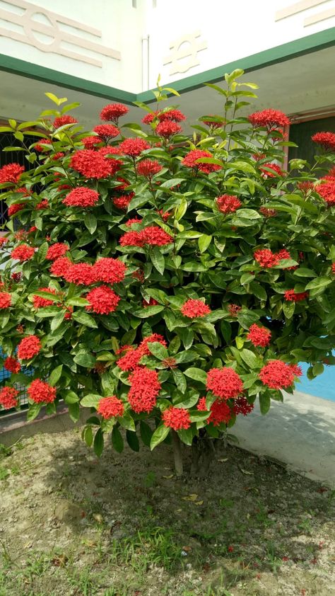 #clicks #red flower Flowers Marigold, Outside Plants, Potted Plants Outdoor, Indian Flowers, Garden Arches, Flower Plants, Wonderful Flowers, Beautiful Flowers Garden, Charming Garden