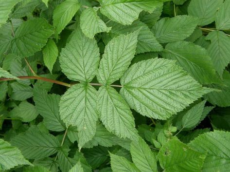 Red Raspberry Leaf (Rubus idaeus) | LONE PINE Rubus Idaeus, Raspberry Leaves, Healthy Period, Raspberry Leaf Tea, Red Raspberry Leaf, Raspberry Leaf, Lone Pine, Dried Raspberries, Red Raspberry