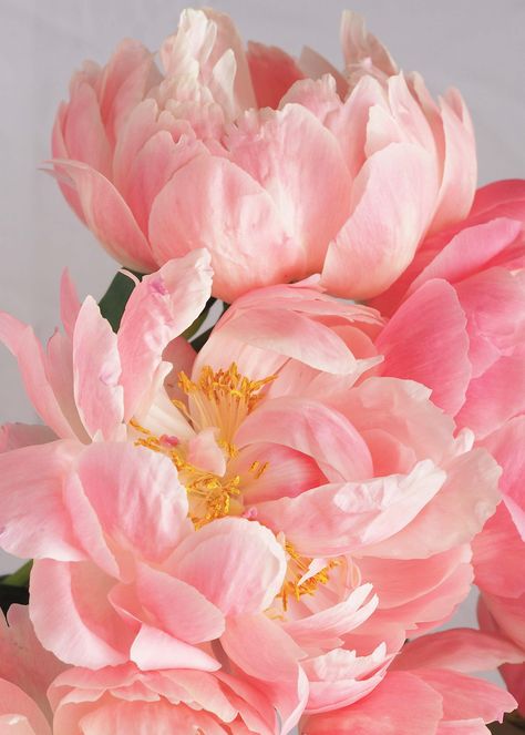 Gardening Supplies, Peony Flower, Exotic Flowers, Beautiful Blooms, Pink Peonies, Flower Photos, Summer Flowers, Amazing Flowers, Love Flowers