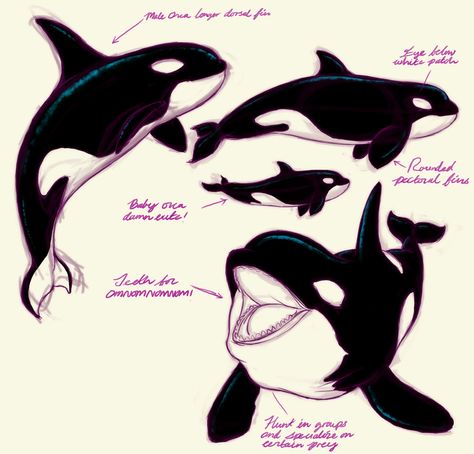 Orca Inspired Outfit, Cute Orca Tattoo, Orca Oc Art, Orca Drawing Reference, Orca Drawing Easy, Orca Characters Design, Cute Orca Drawing, Orca Fanart, Orca Anatomy