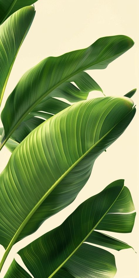 Retro Plant Aesthetic, Green Asthetics Wallpaper, Brazilian Jungle, Pretty Green Background, Aesthetic Plant Wallpaper, Green Wallpaper Iphone, Strelitzia Plant, Iphone Wallpaper Plants, Unique Background