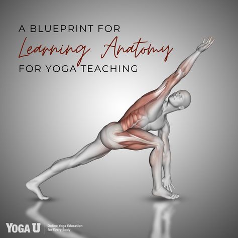 Anatomy teacher, Karen Fabian, shares 10 key steps to learning anatomy and how to safely apply this knowledge to your classes. Creating anatomy-themed classes, learning the importance of modifying poses, and myofascial release are included herein: #yogaanatomy #yogateacher #yogateacherstraining #yogateaching #teachyoga #namaste #yogagirl #yogaeverywhere #yogaeveryday #yogajourney #yogagram #yogateachertraining #yogisofinstagram #yogastudio #yogaexpert #yogacoach Learning Anatomy, Anatomy Teacher, Learn Anatomy, Yoga Education, Yoga Teaching, Anatomy Lessons, Yoga Anatomy, Healthcare Administration, Myofascial Release