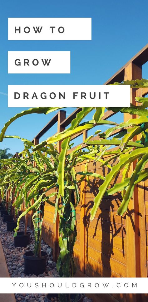 Dragon Fruit Growing Tips, Dragon Fruit Trellis Ideas, Grow Dragon Fruit, Fruit Planting, How To Grow Dragon Fruit, Dragon Fruit Tree, Pitaya Fruit, Yard Oasis, Dragon Fruit Plant