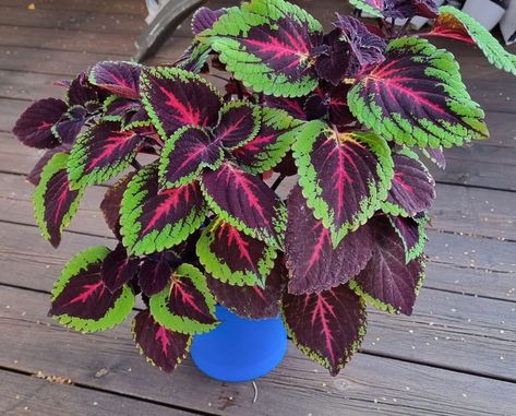 10 Benefits Of Having A Coleus Coleus Seeds, Plants Indoor, House Plants Indoor, Yellow Leaves, Organic Matter, Companion Planting, Freshwater Fish, Ground Cover, Plants And Flowers