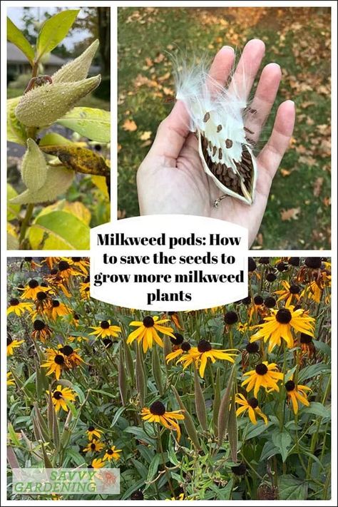 If you want to grow more milkweed for the monarchs, then growing from seed is an easy way to go about it. Collecting and planting the seeds from local milkweed plants ensures plenty of milkweed for the caterpillars. Learn how to collect milkweed pods, remove the seeds, and plant for success. #gardening #pollinatorgardening Harvesting Milkweed Seeds, Milkweed Seed Pod, Milkweed Tattoo, Milkweed Pod Crafts, Milkweed Garden, Seed Collecting, Seed Harvesting, Wisconsin Nature, Garlic Garden