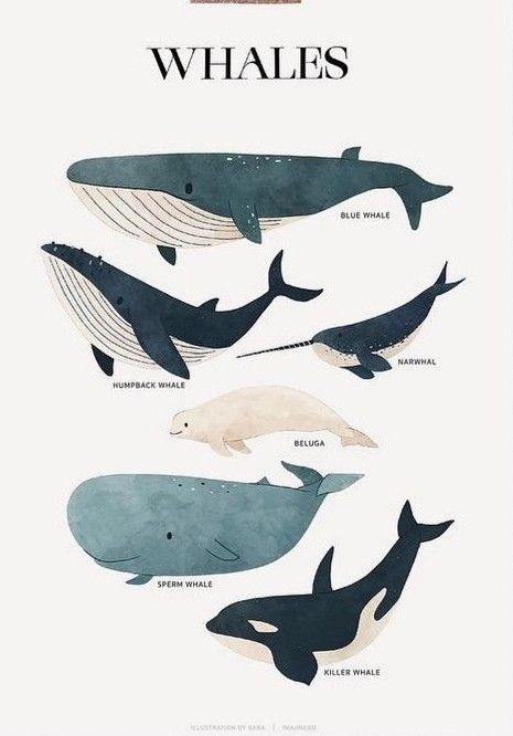 Whale Art Poster, Blue Whales Aesthetic, Whale Graphic Design, Blue Whales Photography, How To Draw A Whale, Beluga Whale Wallpaper, Whale Pfp, Deep Sea Drawing, Whale Drawing Simple