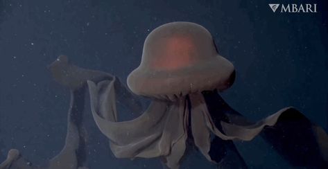 Extremely Rare Giant Phantom Jelly Captured in Stunning 4K Video Deep Sea Creatures, Phantom Jellyfish, Cool Sea Creatures, Deep Sea Animals, Deep Sea Life, Sea Jellies, Monterey Bay Aquarium, Beautiful Sea Creatures, Weather Channel