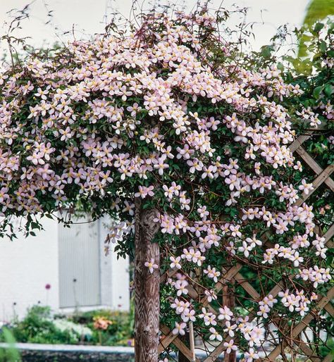 Clematis montana 'Rubens Clematis Pergola, Clematis Montana Rubens, Clematis Montana, Dream Garden, Clematis, Outdoor Spaces, Montana, Pergola, Landscaping