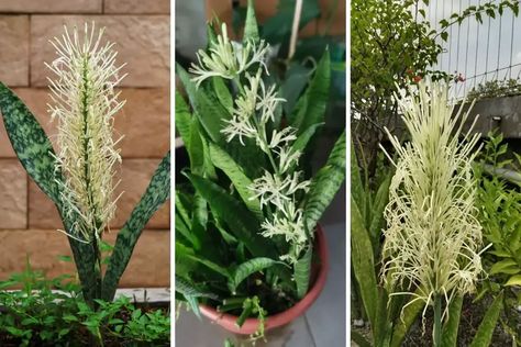 How to Get a Snake Plant to Bloom? (Rare but Possible) - Garden Lovers Club Mother In Law Plant, Mother In Laws Tongue, Japanese Boxwood, Boxwood Garden, Types Of Snake, Mother In Law Tongue, Snake Plants, Plants Garden, Outdoor Gardens Design