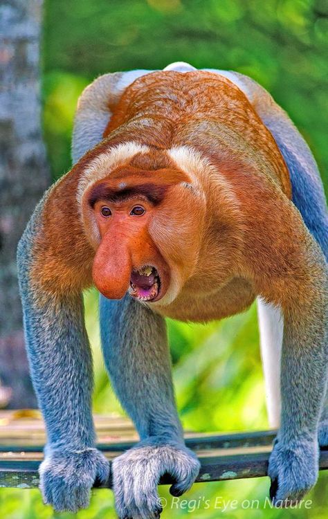 "Get off mah damn lawn, yah hooligans!!" Proboscis Monkey, Ugly Animals, Regnul Animal, Interesting Animals, A Monkey, Unusual Animals, Rare Animals, Wildlife Animals, Weird Animals