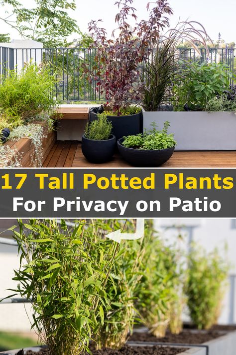 Deck Privacy Ideas With Plants, Potted Plants For Privacy, Balcony Privacy Plants, Modern Balcony Garden, Balcony Garden Decor Ideas, Plants On Deck, Privacy Screen Plants, Plants For Privacy, Backyard Zen