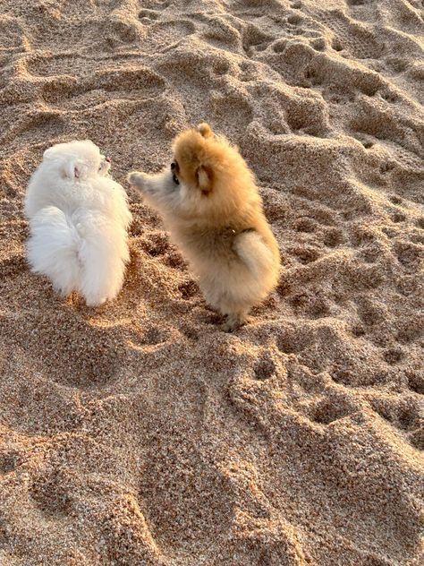 Pomeranian Aesthetic, Cute Pomeranian Puppies, Pomeranian Training, Puppies Pomeranian, Dogs Pomeranian, Funny Pomeranian, Spitz Puppy, Baby Pomeranian, Spitz Pomeranian