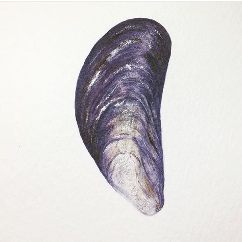 Blue mussel shell in watercolour. Croquis, Mussel Shell Drawing, Mussel Painting, Mussels Drawing, Mussel Illustration, Mussel Tattoo, Sea Illustration Art, Muscle Shell, Blue Mussel