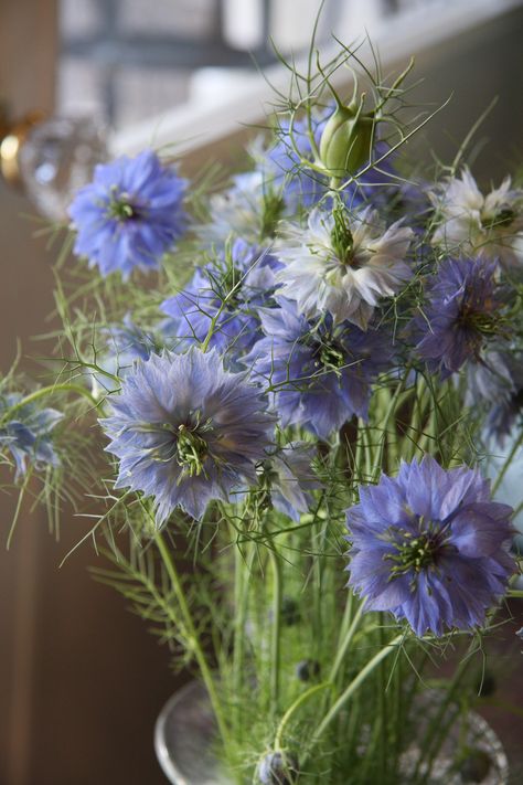 Nigella Nigella Flowers, Blue Nigella, Picking Garden, Green Academia, Flower Varieties, Blue Weddings, Flower Picture, Beautiful Flowers Garden, Favorite Flowers