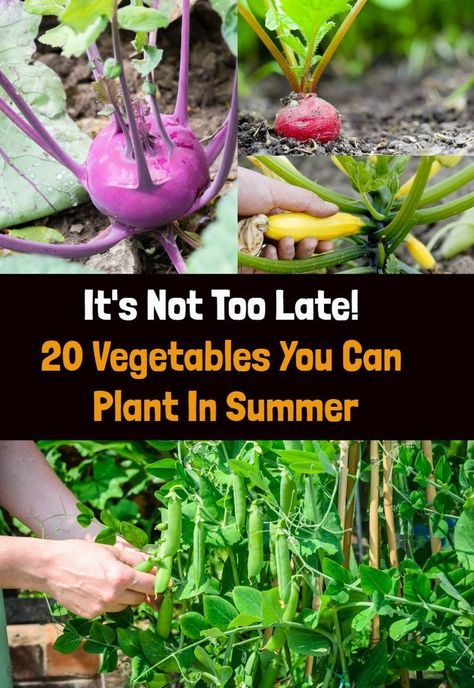 Whether it's June, July or even August, it's not too late to plant these vegetables for a late summer, fall or even winter harvest. Late Summer Vegetables To Plant, What To Plant In June, Vegetables To Plant In August, Medicinal Gardening, Late Summer Garden, Summer Planting, Arizona Gardening, Planting Calendar, Planting Onions