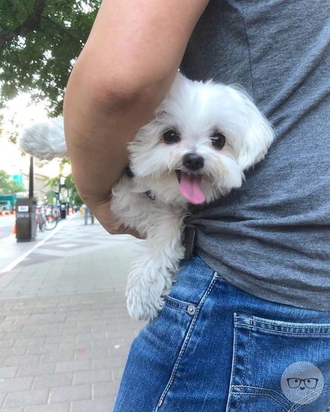 No Hands, Maltese Dog, Maltese Puppy, Maltese Dogs, Dog Rules, White Dog, Sweet Dogs, Bichon Frise, Dog Coats