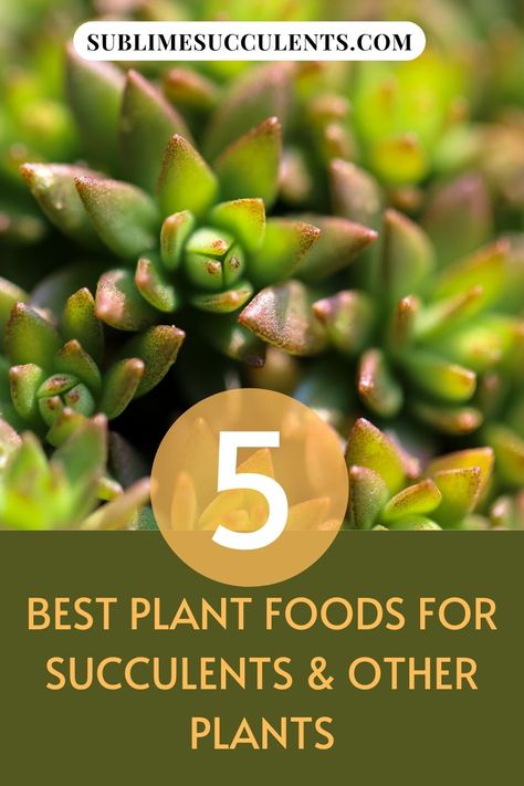 Succulent Food Diy, Cactus Food, Outdoor Succulents, Succulent Fertilizer, Indoor Succulents, Sedum Plant, Succulent Species, Flowering Succulents, Succulent Soil