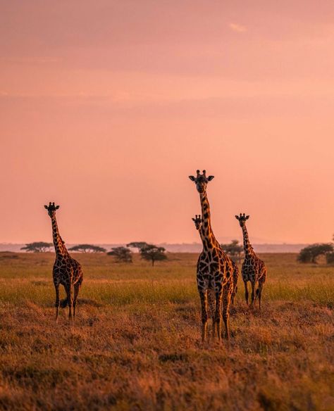 Africa Wildlife, Africa Do Sul, Africa Safari, Out Of Africa, African Animals, African Safari, Zoology, Giraffes, Africa Travel