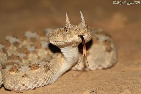 Arabian Horned Viper Martell Aesthetic, Horned Viper, Viper Snake, Cool Snakes, Types Of Snake, Pretty Snakes, Land Animals, Snake Venom, Reptile Snakes