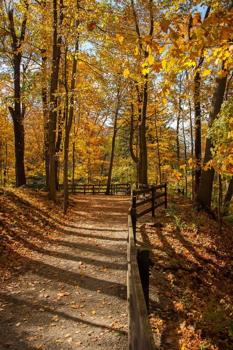 "A sunlit path along a wooded ravine during a beautiful afternoon in fall in Northeast Ohio. PLEASE NOTE THAT THIS IS A DIGITAL DOWNLOAD AND NO PHYSICAL PRODUCT WILL BE SHIPPED.  You will receive 5 high-resolution JPG files at 300 dpi for printing in the following aspect ratios: (1) 2:3 Aspect Ratio for Printing in the Following Sizes:      INCHES: 4 x 6 | 6 x 9 | 8 x 12 | 10 x 15 | 12 x 18 | 16 x 24 | 20 x 30 | 24 X 36      CM: 10 x 15 | 20 x 30 | 30 x 45 | 40 х 60 | 50 x 75 (2) 3:4 Aspect Rati Forest In Fall, Steampunk City, Forest Falls, Autumn Woods, Forest Walk, Horse Trail, Trees Forest, Northeast Ohio, Autumn Scenery