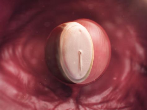 Computer-generated image of fertilised egg at 4 weeks with yolk sac and amniotic sac Baby At 4 Weeks, Fetal Development Week By Week, First Prenatal Appointment, 4 Weeks Pregnant, Prenatal Development, Prenatal Appointment, Pregnancy Calendar, Amniotic Fluid, Home Pregnancy Test