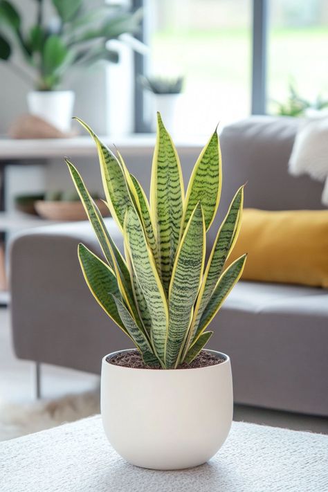 Snake Plant (Sansevieria) is a fantastic and resilient choice for any home! 🌿🏡 Known for its striking, upright leaves and minimal care requirements, this plant is a delightful blend of aesthetic appeal and easy maintenance. Quick to thrive and bursting with air-purifying benefits, Snake Plant (Sansevieria) is perfect for creating a fresh and vibrant indoor environment. 🌱✨ #SnakePlant #Sansevieria #IndoorPlants #EasyCare #AirPurifying #GreenHome #PlantLover Snake Plant Pot, Potted Snake Plant, Plantas Interior, Plant Vegetables, Sansevieria Plant, Snake Plants, Air Purifying, Of Aesthetic, Streetwear Men