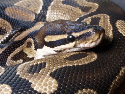 Normal Ball Python, Snakes Species, Mexican Black Kingsnake, Red Tail Boa, Kinds Of Snakes, Danger Noodles, Milk Snake, Types Of Snake, Coral Snake