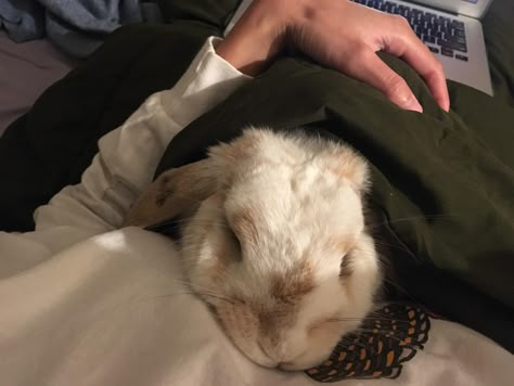 Bunny Enclosure, Bunny Cuddle, Pet Bunny Rabbits, Mini Lop, Bunny Mom, Rabbit Lover, Kawaii Bunny, Pet Bunny, Netflix And Chill