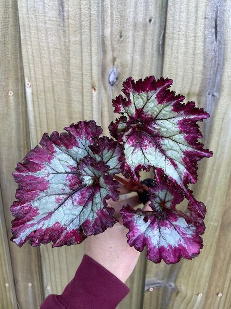 Begonia, Escargot Red 'Fandango' Escargot Begonia, Begonia Escargot, Tattoo Ideas, Plants, Red, Nature