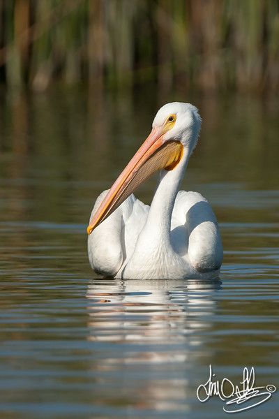 American White Pelican, Birds Drawings, Bird Wings Costume, Birds Drawing, Bird Pics, Drawing Birds, White Pelican, Birds Illustration, Pelican Bird