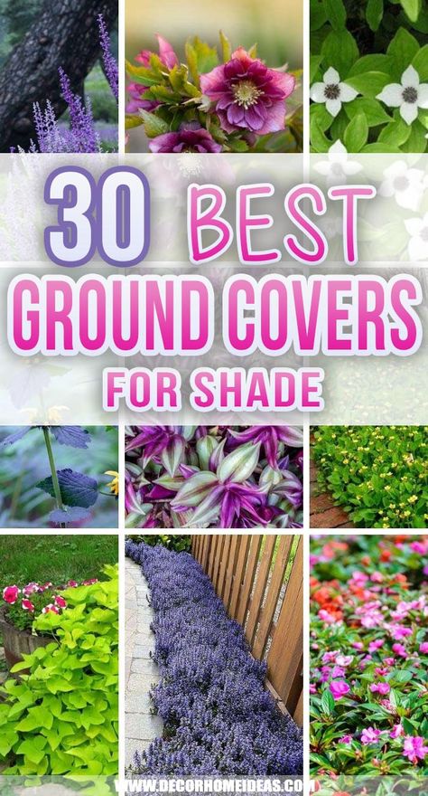 Best Ground Covers For Shade. Planting under a shady spot in your garden can be tough, but these 30 ground covers for shade stand the test of time and shadow! Get some ideas on what to grow in these tricky locations. #decorhomeideas Perennial Ground Cover Sun, Ground Cover Plants Shade, Ground Cover Flowers, Ground Cover Shade, Shade Planting, Best Ground Cover Plants, Shade Landscaping, Perennial Ground Cover, Shade Garden Plants