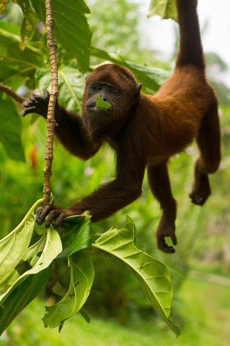 Monkeying around in the Amazon #amazon #colombia #puertonarino #monkey #jungle Vbs Jungle, Jungle Monkey, Jungle Tree, Rainforest Animals, Amazon River, Monkey Business, Amazon Rainforest, Jungle Theme, Caribbean Cruise