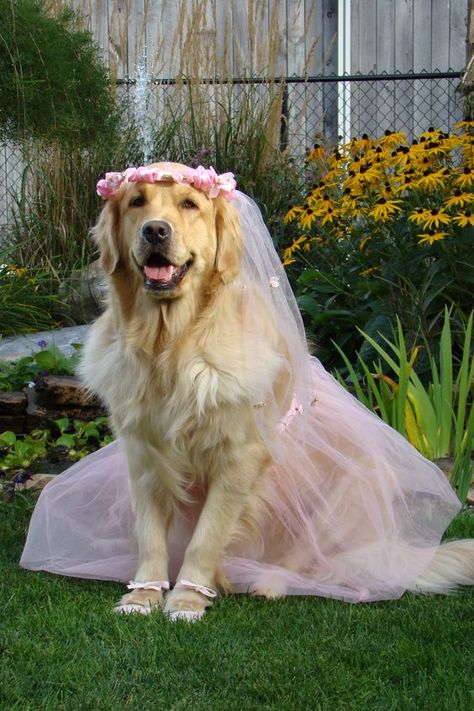 Golden Retriever Costume, Dog Wedding Outfits, Perros Golden Retriever, Pink Veil, Dog Wedding Dress, Wedding Apparel, A Golden Retriever, Pretty Dogs, Pet Day