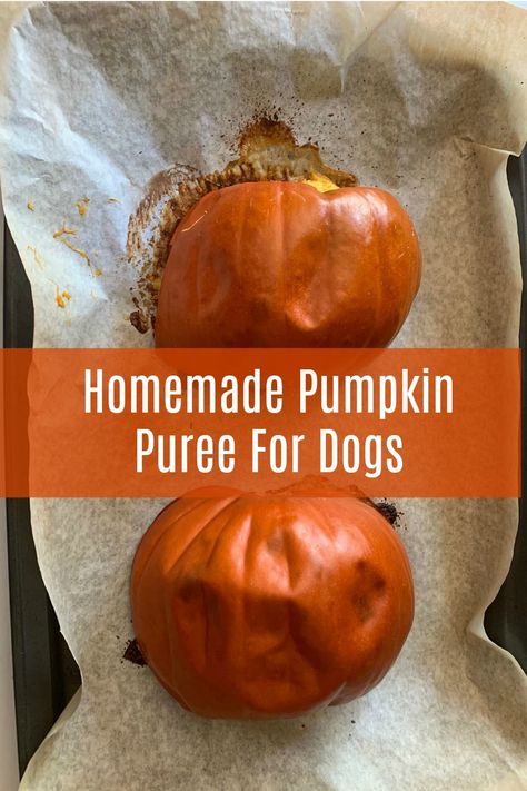 Pumpkin Purée For Dogs, Pumpkin Food For Dogs, Cooking Pumpkin For Dogs, Pumpkin Pet Treats, Homemade Pumpkin Puree For Dogs, Diy Pumpkin Treats For Dogs, Pumpkin Dog Treats From Real Pumpkin, Pumpkin Puree Recipes For Dogs, How To Cook Pumpkin For Dogs